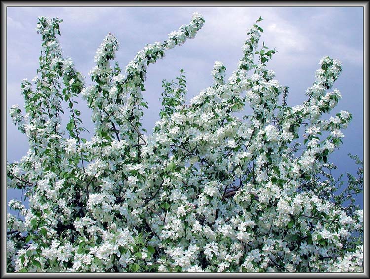 фото "Скоро будет- Май! С Праздником Вас - женщины!" метки: пейзаж, природа, весна, цветы