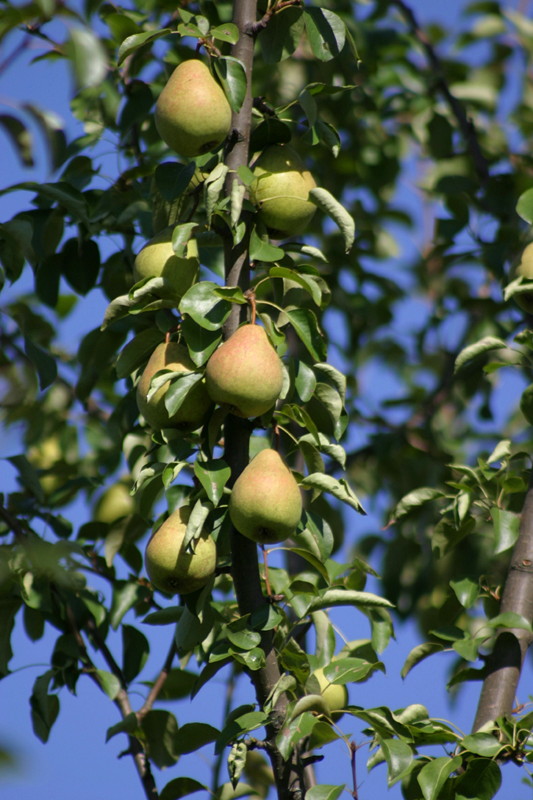 photo "Pears" tags: nature, 
