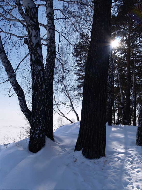 фото "Луч солнца." метки: пейзаж, лес