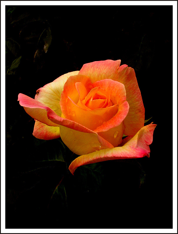 photo "For women`s day" tags: misc., 