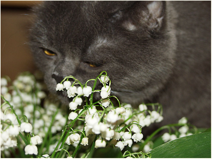 photo "For you...." tags: nature, flowers, pets/farm animals