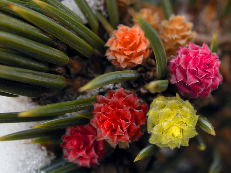 photo "From the Blue spruce!" tags: macro and close-up, 