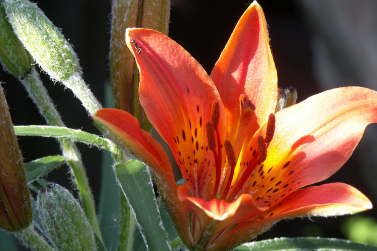 photo "Lilium" tags: nature, flowers