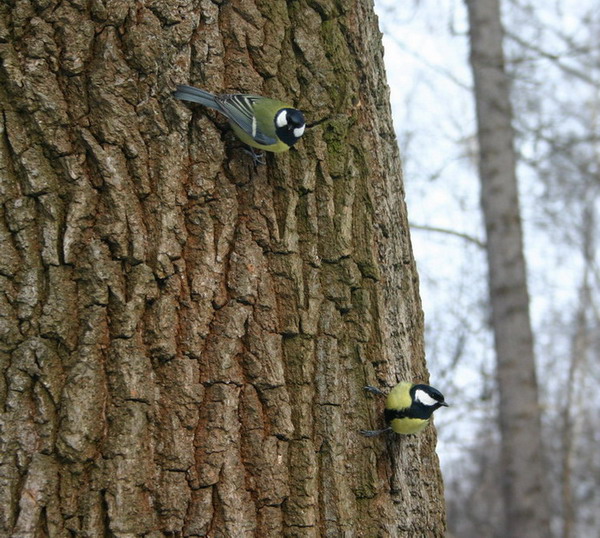 photo "Birds" tags: nature, wild animals