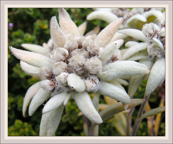 photo "Edelweiss Alpine" tags: nature, flowers