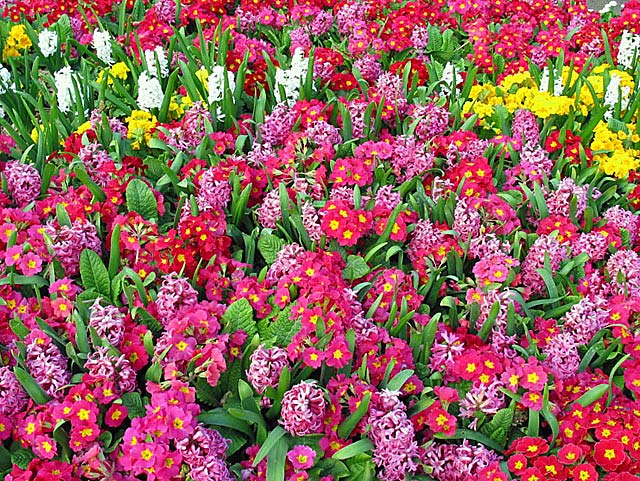 photo "Ladies, flowers for you all" tags: misc., nature, flowers