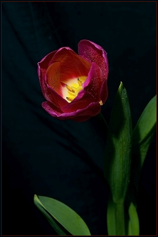 photo "Spring flower" tags: nature, misc., flowers