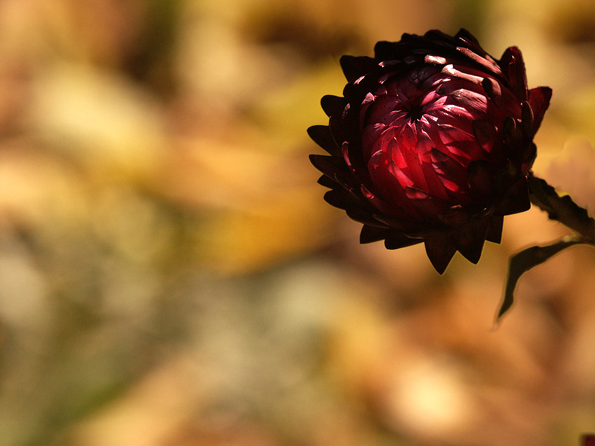 photo "bessmertnik in the fall" tags: nature, flowers