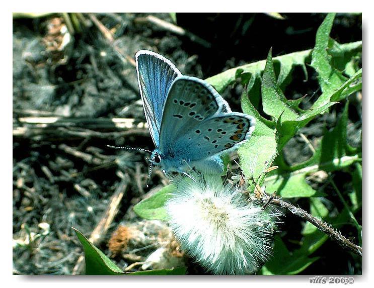 фото "Бабочки Сибири" метки: природа, насекомое