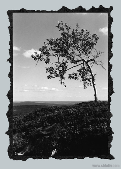 photo "Alone with foliage" tags: black&white, genre, 