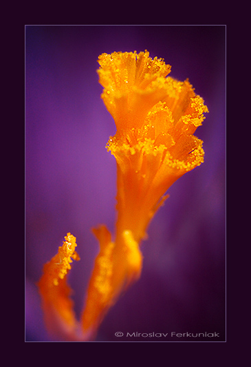 photo "Inside Of Flower" tags: macro and close-up, nature, flowers