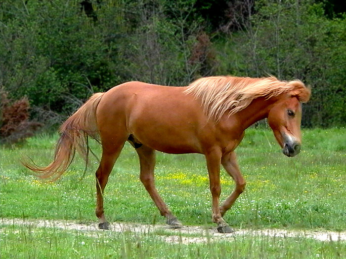 photo "stallion" tags: nature, pets/farm animals