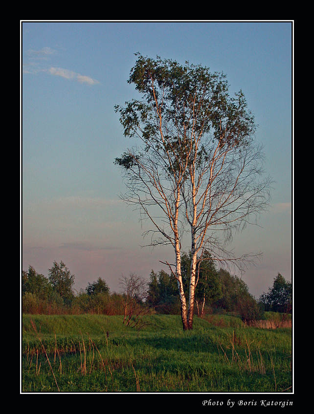 photo "Sunset lighting" tags: landscape, forest, summer