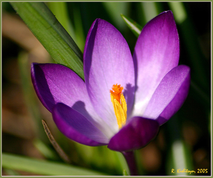 photo "The spring has come" tags: nature, flowers