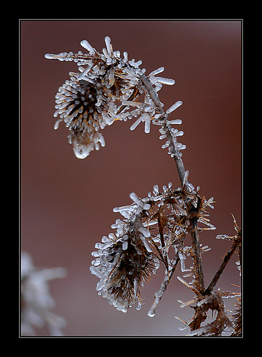 photo "Frozen" tags: nature, landscape, flowers, winter