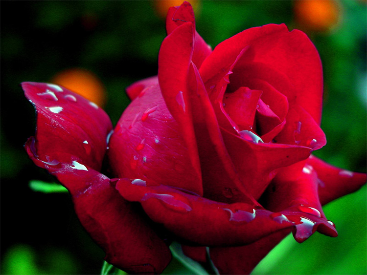 photo "Queen of colors" tags: macro and close-up, 