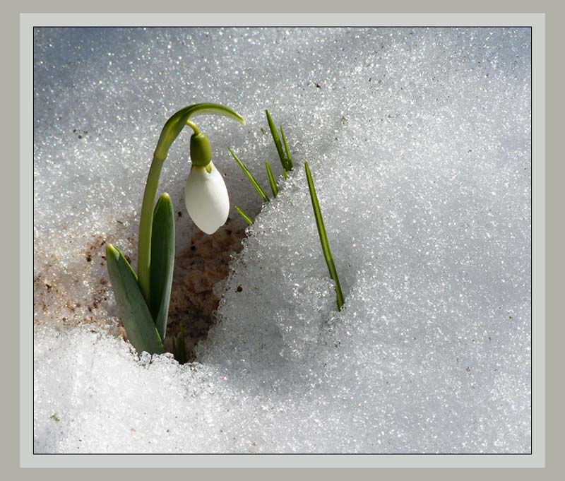 photo "Snowdrop" tags: misc., 