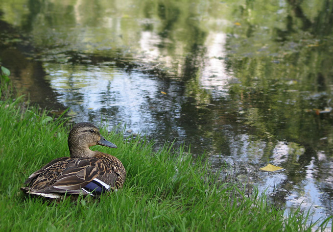 photo "kwak #3" tags: nature, wild animals