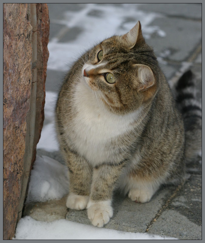 photo "Simply March cat." tags: nature, pets/farm animals