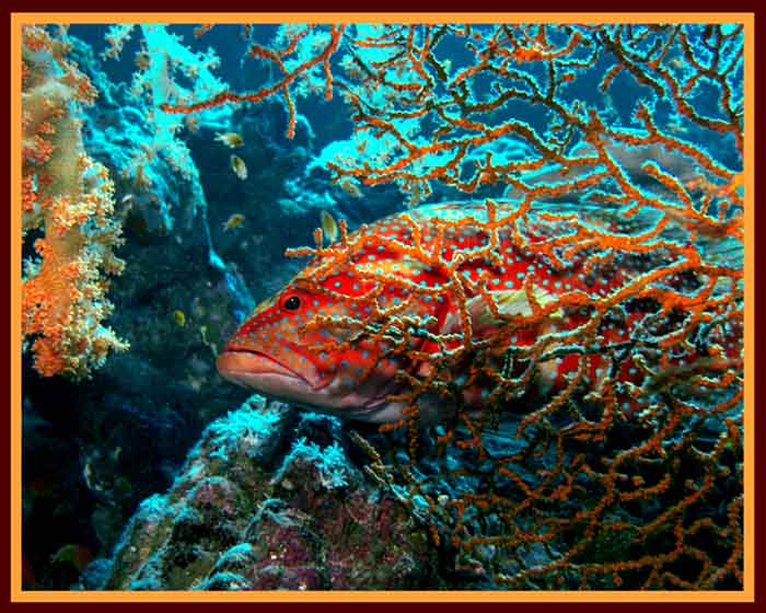 photo "Untitled photo" tags: underwater, 