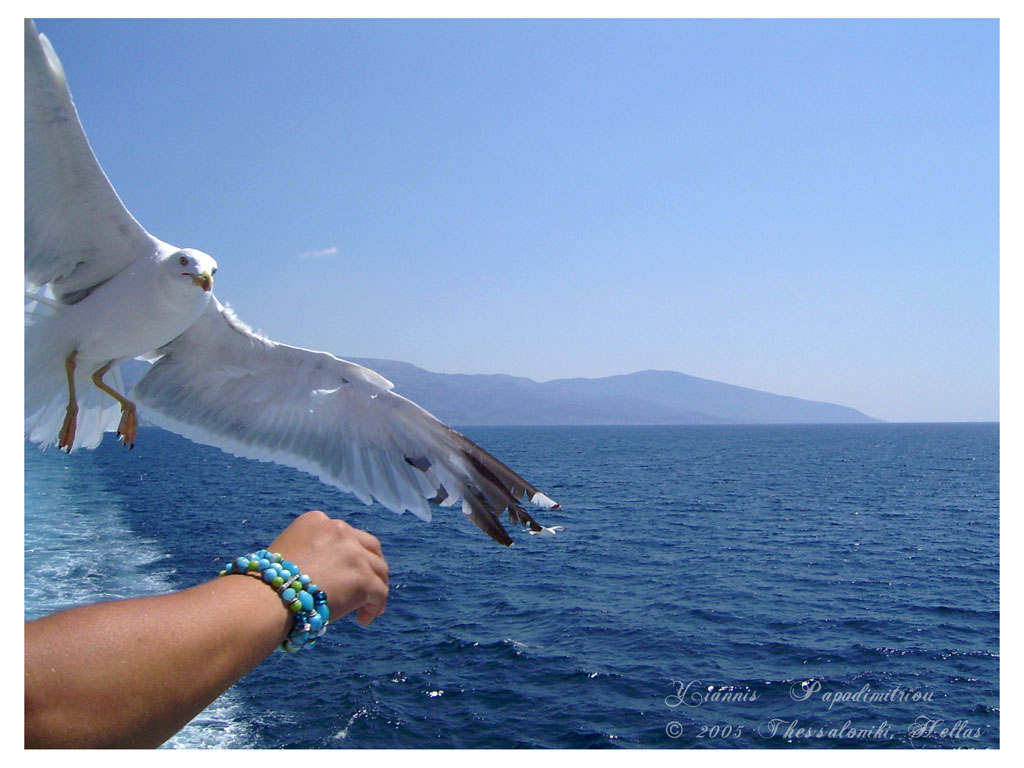 photo "Sea gull Greece" tags: landscape, travel, Europe, summer