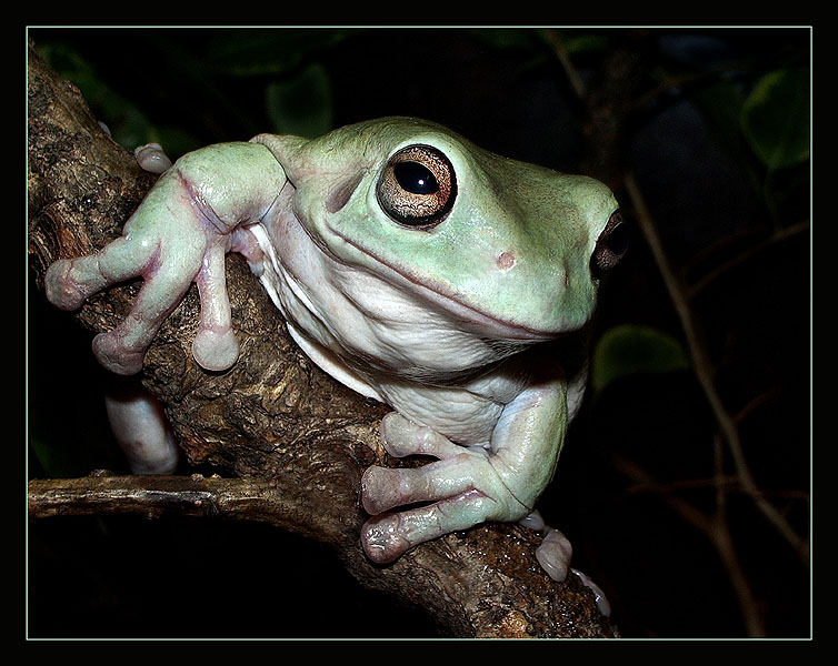 photo "Old fellow Bobby" tags: macro and close-up, portrait, 