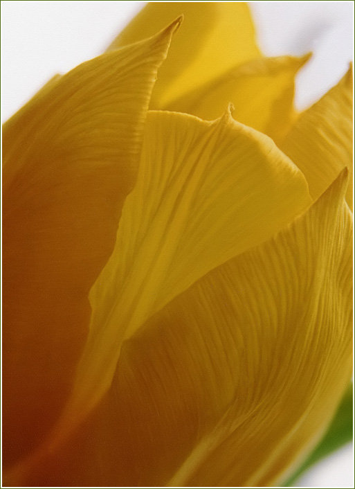 photo "Waiting for Spring!" tags: nature, macro and close-up, flowers