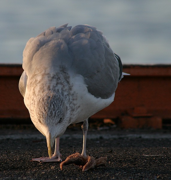 фото "Seagull with food" метки: природа, дикие животные