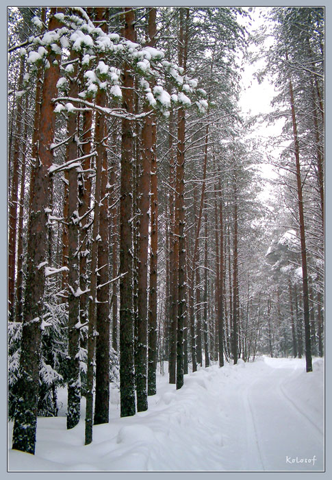 photo "Winter pine forest" tags: landscape, nature, winter