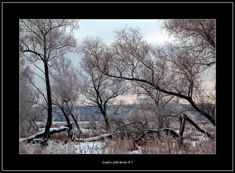photo "Graphics of the Winter # 7" tags: landscape, forest, winter