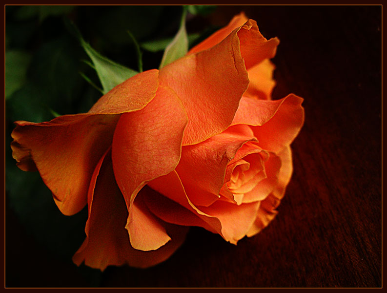 photo "***" tags: nature, still life, flowers