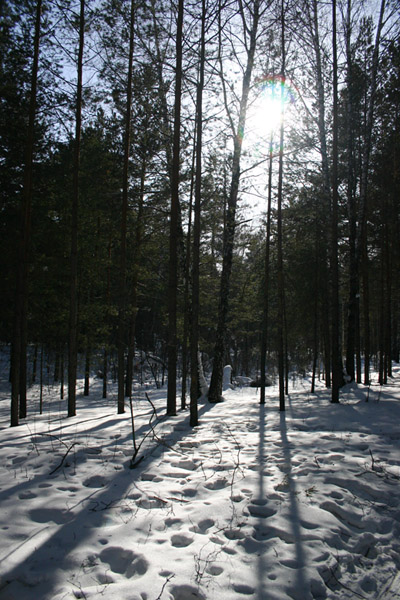 фото "Зимняя сказка :)" метки: пейзаж, зима, лес