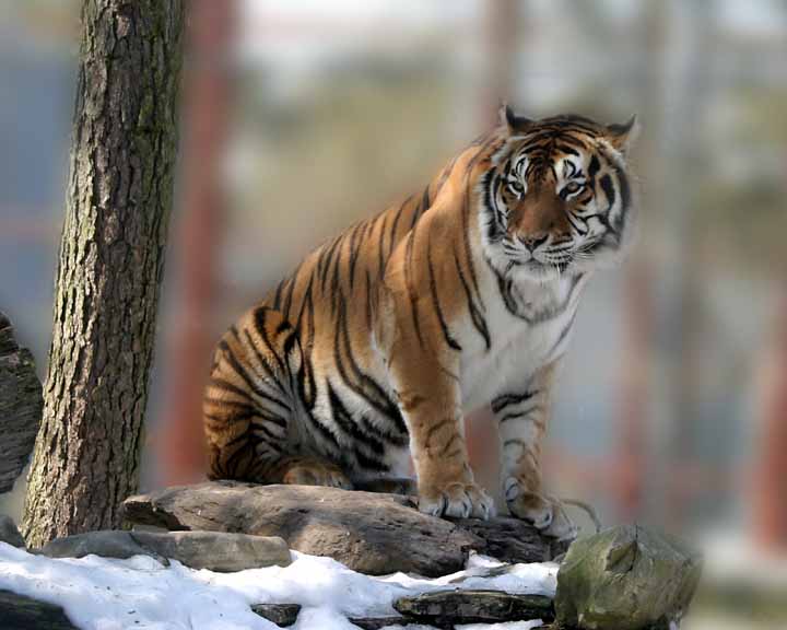 photo "The Big Cat" tags: nature, wild animals