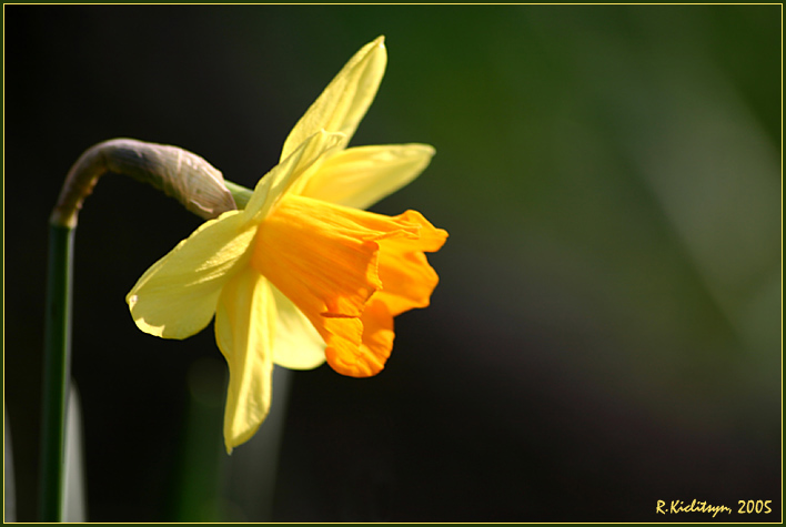 photo "Narcissus" tags: nature, flowers