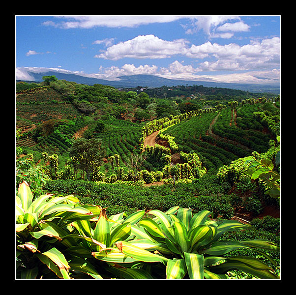 photo "Coffee plantations. Costa Rica" tags: travel, landscape, North America