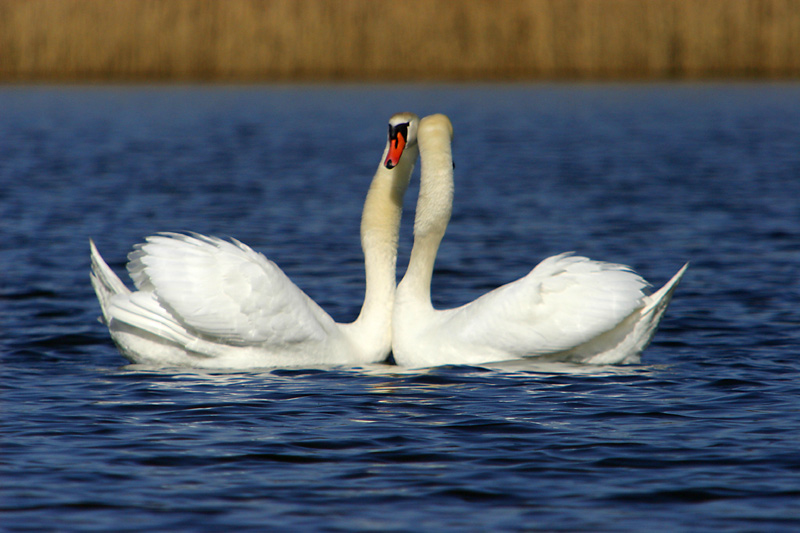 photo "love" tags: nature, wild animals