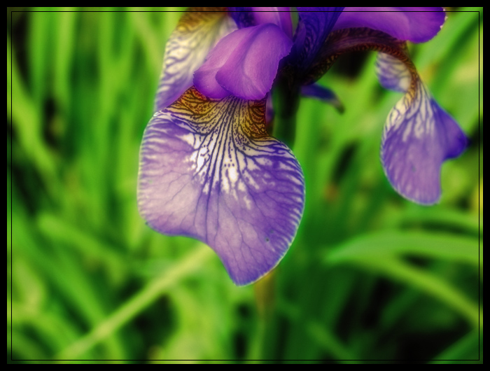 photo "Iris" tags: nature, flowers