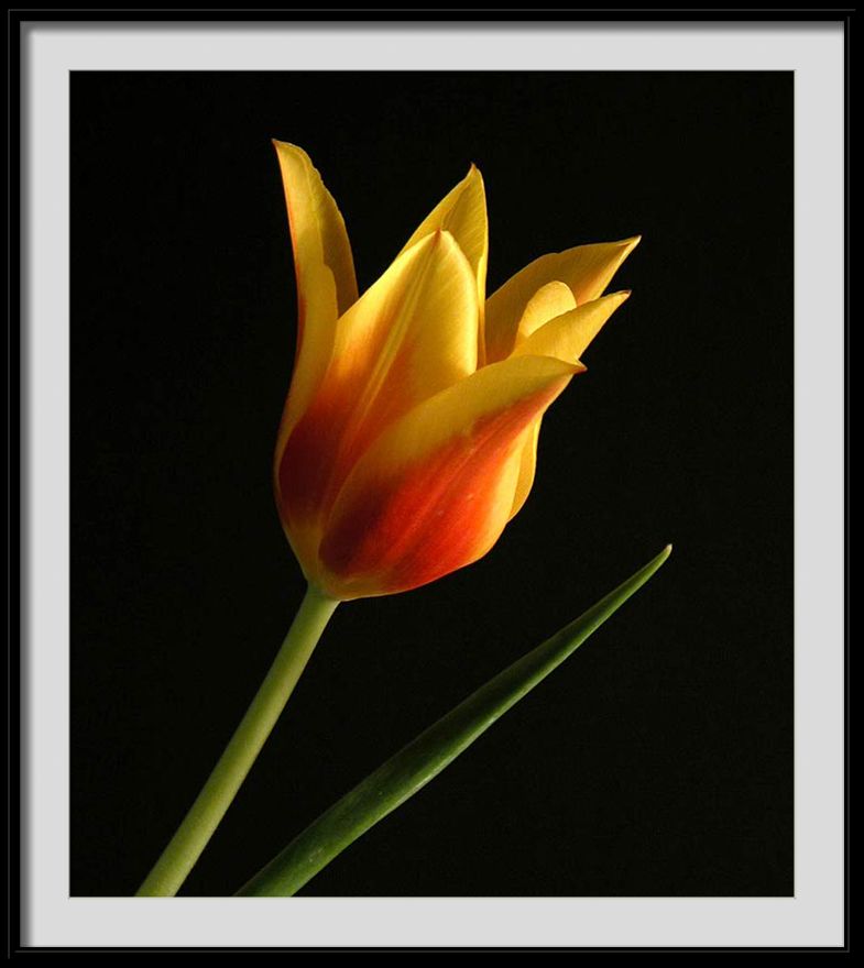 photo "yellow blush" tags: misc., 