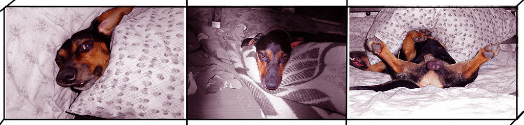 photo "Triptych " dog`s NU "" tags: humor, 