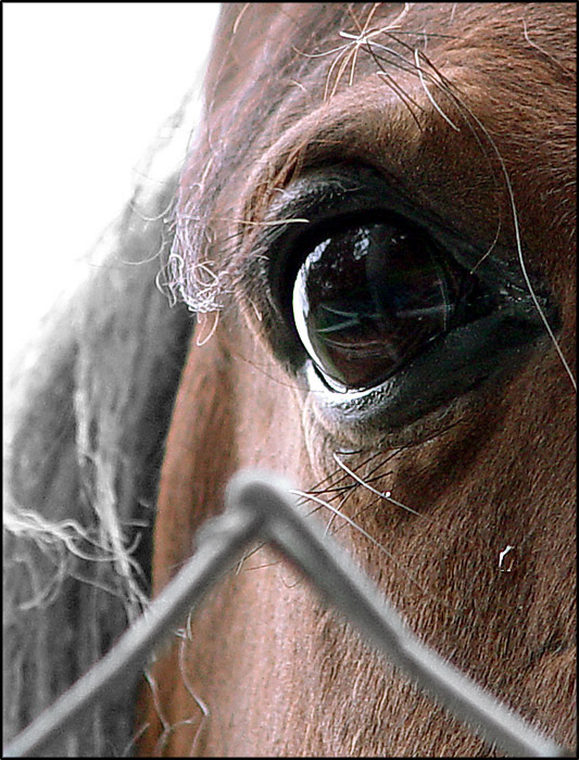 фото "Innervision" метки: природа, макро и крупный план, домашние животные