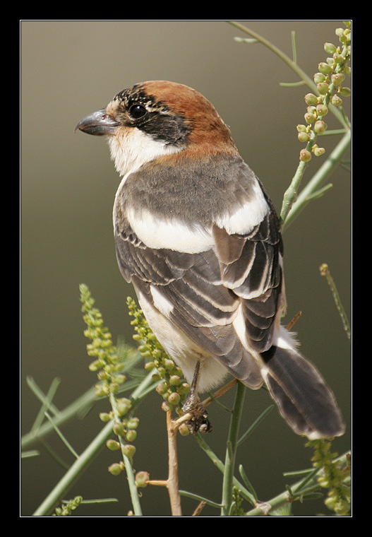 photo "Woodchat Shrike - Lanius senator" tags: nature, wild animals