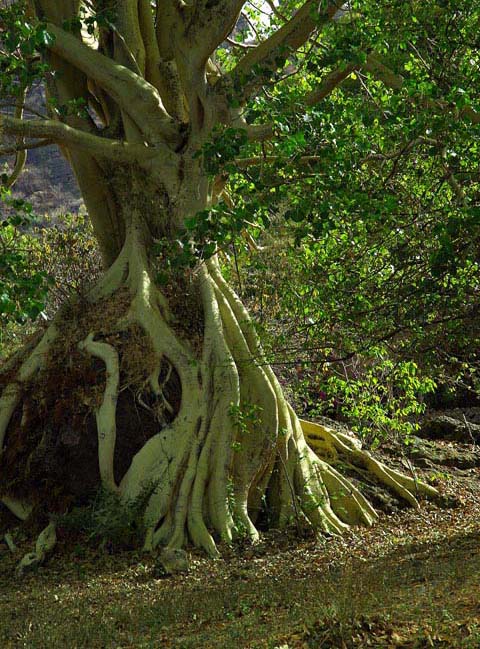 photo "tree" tags: nature, flowers