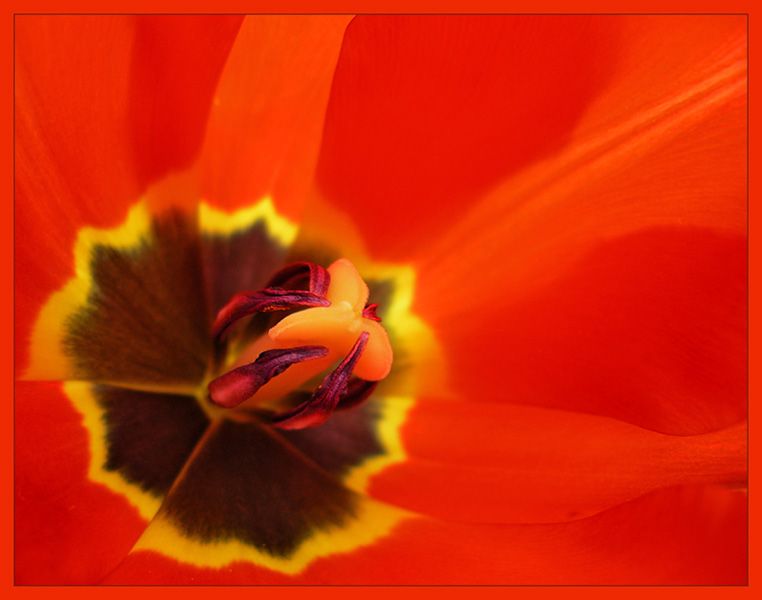 photo "***" tags: macro and close-up, abstract, 