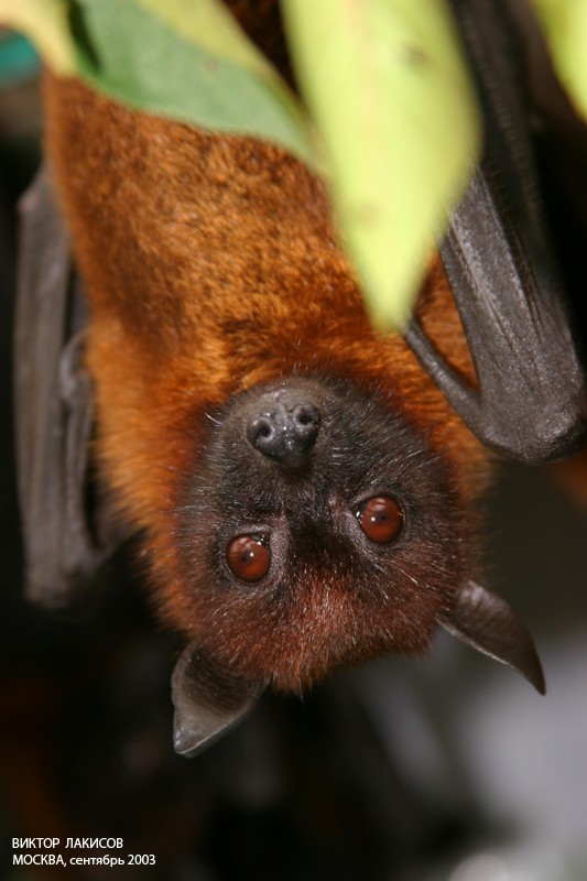 photo "The Flying Fox" tags: nature, wild animals