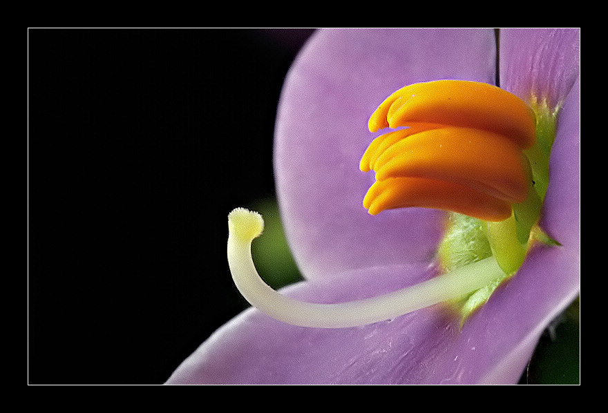 photo "Piccolo Fiorello" tags: nature, macro and close-up, flowers