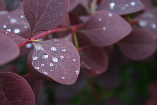 photo "dew-drop" tags: nature, flowers