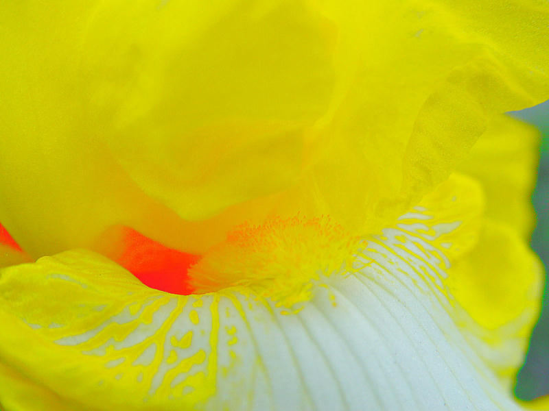photo "Iris #1" tags: nature, flowers