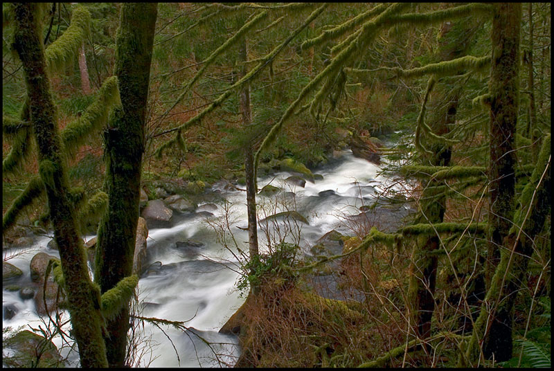 photo "looking back" tags: landscape, forest, water