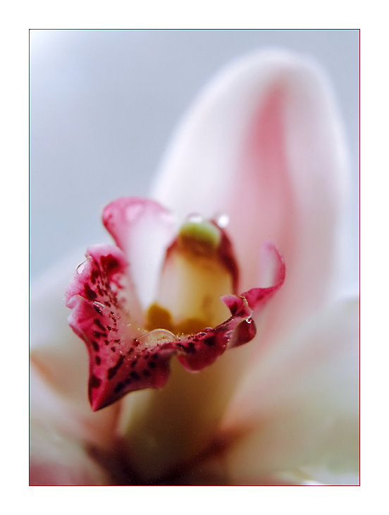 photo "Delicate" tags: macro and close-up, nature, flowers