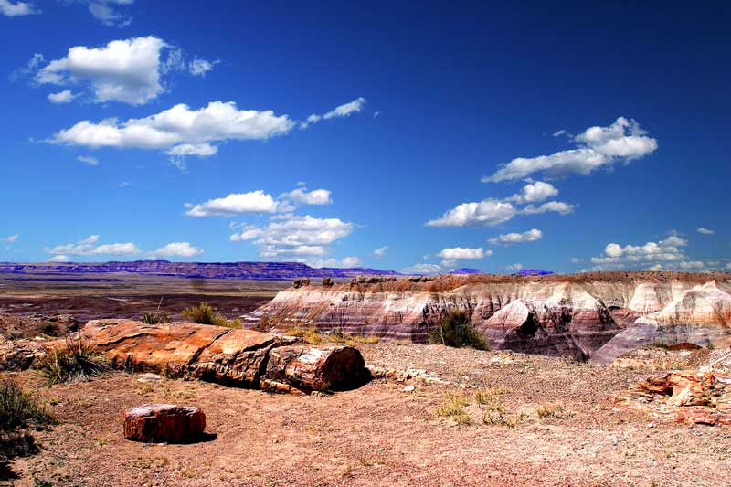 фото "The Petrified Forest" метки: пейзаж, 